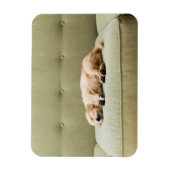 Kutest Baby Animals | Golden Retriever Puppy 2 Magneet (Verticaal)