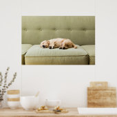 Kutest Baby Animals | Golden Retriever Puppy 2 Poster (Keuken)