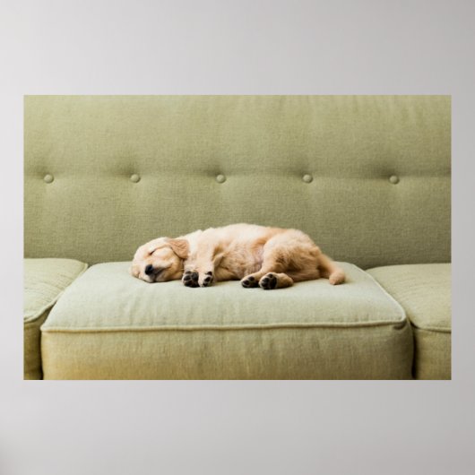 Kutest Baby Animals | Golden Retriever Puppy 2 Poster (Voorkant)