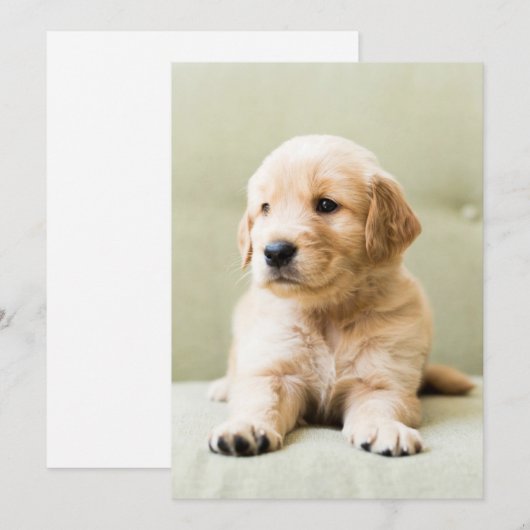 Kutest Baby Animals | Golden Retriever Puppy Bedankkaart (Voorkant / Achterkant)