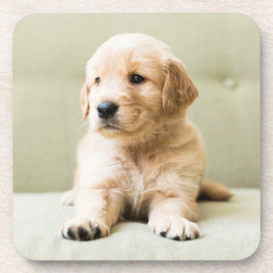 Kutest Baby Animals   Golden Retriever Puppy Bier Onderzetter