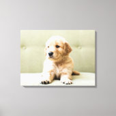 Kutest Baby Animals | Golden Retriever Puppy Canvas Afdruk (Voorkant)