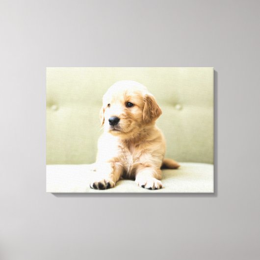 Kutest Baby Animals | Golden Retriever Puppy Canvas Afdruk (Voorkant)
