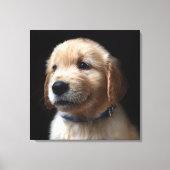 Kutest Baby Animals | Golden Retriever Puppy Canvas Afdruk (Voorkant)