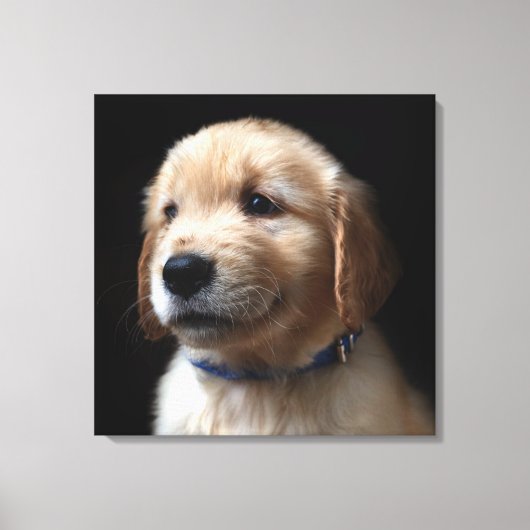Kutest Baby Animals | Golden Retriever Puppy Canvas Afdruk (Voorkant)