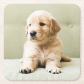 Kutest Baby Animals | Golden Retriever Puppy Kartonnen Onderzetters (Voorkant)