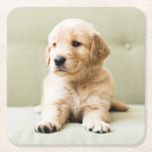 Kutest Baby Animals   Golden Retriever Puppy Kartonnen Onderzetters