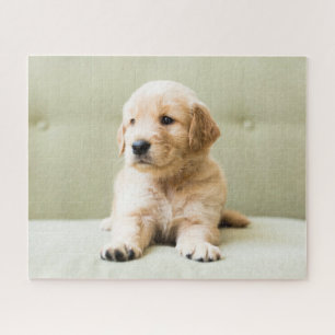 Kutest Baby Animals Golden Retriever Puppy Legpuzzel
