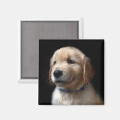 Kutest Baby Animals | Golden Retriever Puppy Magneet (Voorkant / Achterkant)