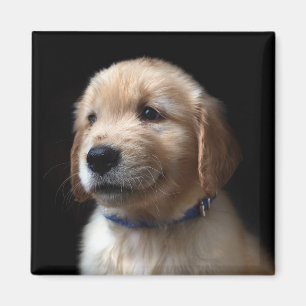 Kutest Baby Animals   Golden Retriever Puppy Magneet