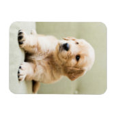 Kutest Baby Animals | Golden Retriever Puppy Magneet (Horizontaal)