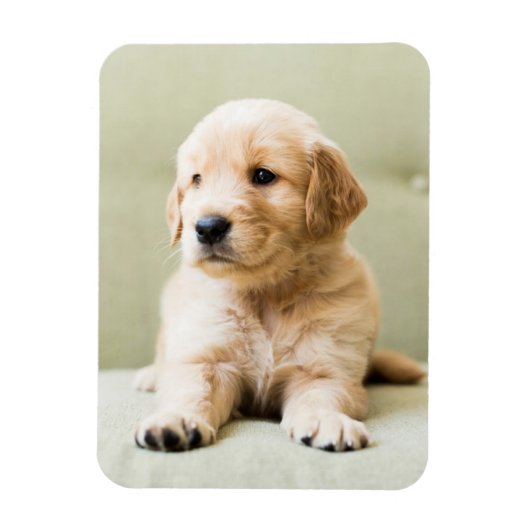 Kutest Baby Animals | Golden Retriever Puppy Magneet (Verticaal)