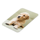 Kutest Baby Animals | Golden Retriever Puppy Magneet (Linkerzijde)