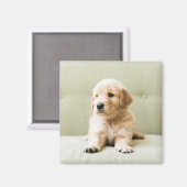 Kutest Baby Animals | Golden Retriever Puppy Magneet (Voorkant / Achterkant)