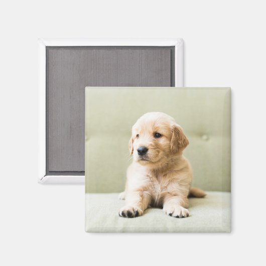 Kutest Baby Animals | Golden Retriever Puppy Magneet (Voorkant / Achterkant)