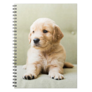 Kutest Baby Animals Golden Retriever Puppy Notitieboek