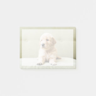 Kutest Baby Animals   Golden Retriever Puppy Post-it® Notes