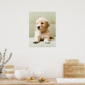 Kutest Baby Animals | Golden Retriever Puppy Poster (Keuken)