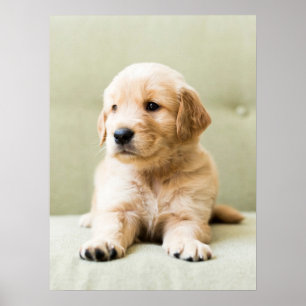 Kutest Baby Animals Golden Retriever Puppy Poster