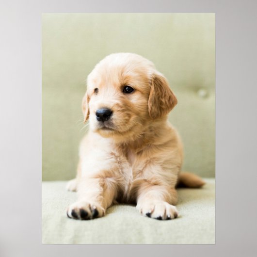 Kutest Baby Animals | Golden Retriever Puppy Poster (Voorkant)