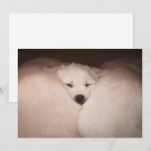 Kutest Baby Animals | Golden Retriever Snuggle Bedankkaart (Voorkant / Achterkant)