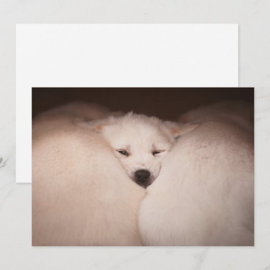 Kutest Baby Animals | Golden Retriever Snuggle Bedankkaart (Voorkant / Achterkant)