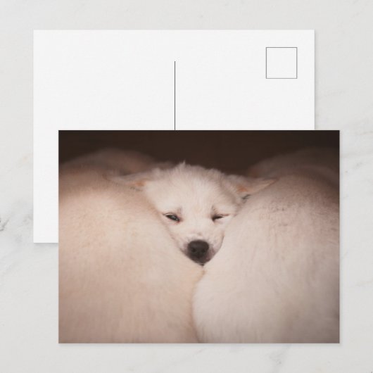 Kutest Baby Animals | Golden Retriever Snuggle Briefkaart (Voorkant / Achterkant)