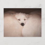 Kutest Baby Animals | Golden Retriever Snuggle Briefkaart (Voorkant)