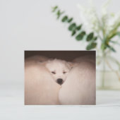 Kutest Baby Animals | Golden Retriever Snuggle Briefkaart (Staand voorkant)