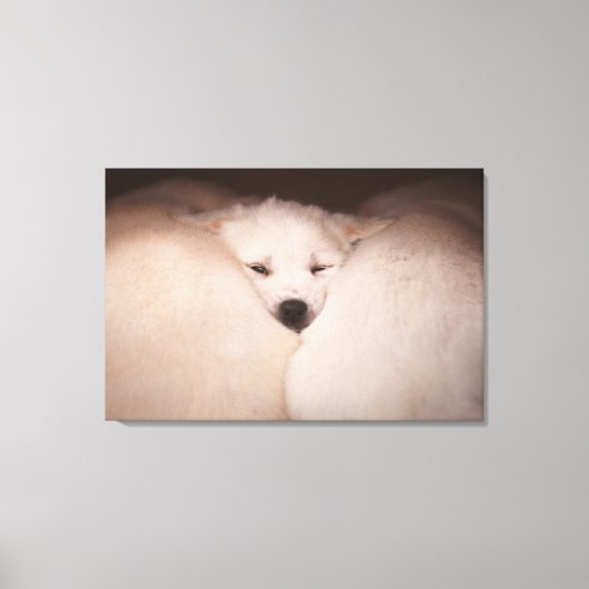 Kutest Baby Animals | Golden Retriever Snuggle Canvas Afdruk (Voorkant)