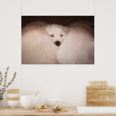 Kutest Baby Animals | Golden Retriever Snuggle Poster (Keuken)
