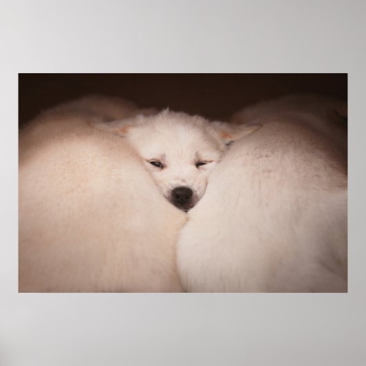 Kutest Baby Animals | Golden Retriever Snuggle Poster (Voorkant)