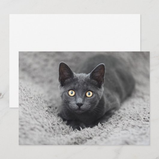 Kutest Baby Animals | Grijze katten Bedankkaart (Voorkant / Achterkant)