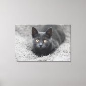 Kutest Baby Animals | Grijze katten Canvas Afdruk (Voorkant)
