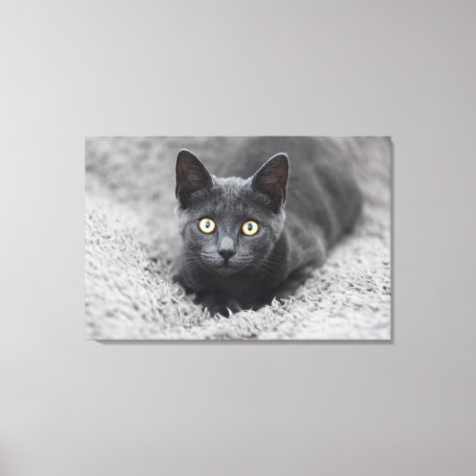 Kutest Baby Animals | Grijze katten Canvas Afdruk (Voorkant)
