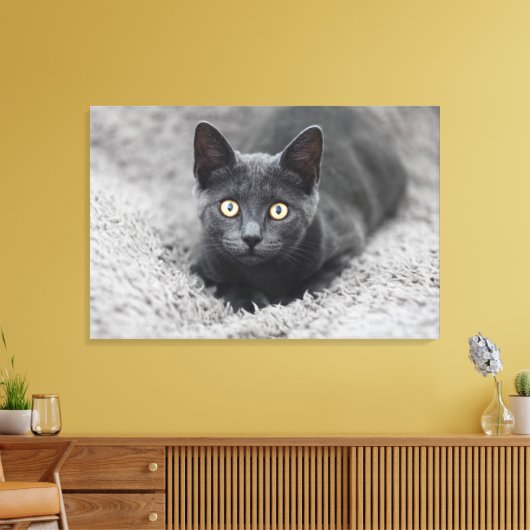 Kutest Baby Animals | Grijze katten Canvas Afdruk (Insitu (Woonkamer))