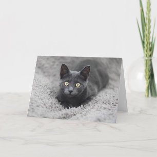 Kutest Baby Animals Grijze katten Kaart