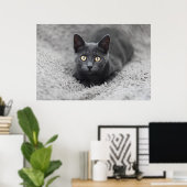 Kutest Baby Animals | Grijze katten Poster (Thuiskantoor)
