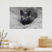 Kutest Baby Animals | Grijze katten Poster (Keuken)