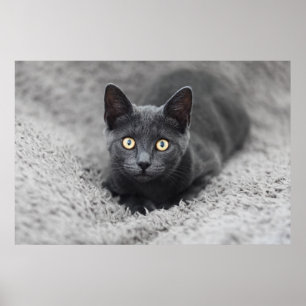 Kutest Baby Animals Grijze katten Poster