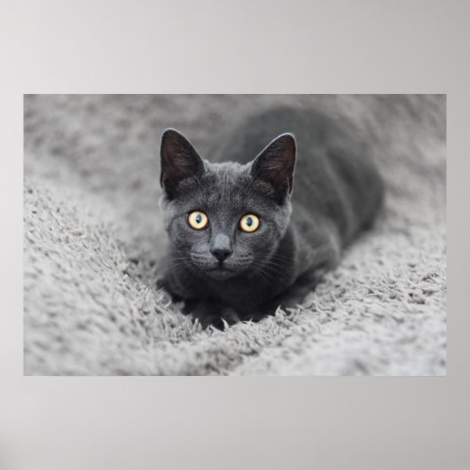 Kutest Baby Animals | Grijze katten Poster (Voorkant)