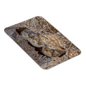 Kutest Baby Animals | Grote kuikens van paarden Magneet (Rechterzijde)