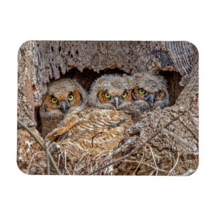 Kutest Baby Animals   Grote kuikens van paarden Magneet