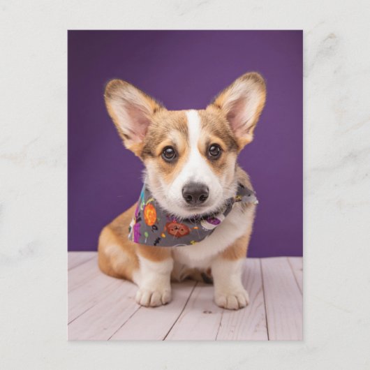 Kutest Baby Animals | Halloween Corgi Briefkaart (Voorkant)