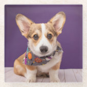 Kutest Baby Animals | Halloween Corgi Glazen Onderzetter (Voorkant)