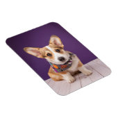 Kutest Baby Animals | Halloween Corgi Magneet (Rechterzijde)