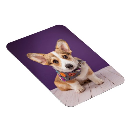 Kutest Baby Animals | Halloween Corgi Magneet (Rechterzijde)