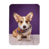 Kutest Baby Animals | Halloween Corgi Magneet (Verticaal)