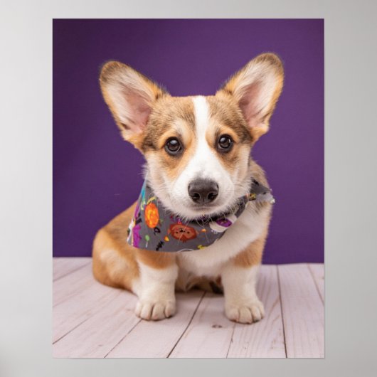 Kutest Baby Animals | Halloween Corgi Poster (Voorkant)