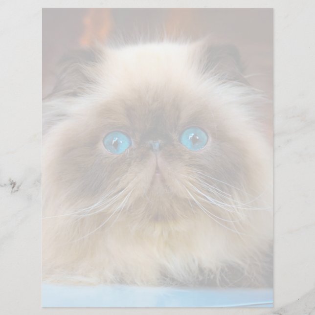 Kutest Baby Animals | Himalayan Cat (Voorkant)